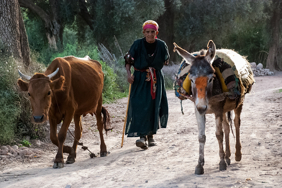 Heimtrieb, Souss, Marokko 2008.